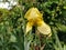 Yellow iris close-up. Graceful flower in the garden