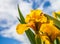 Yellow iris Flower