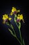 Yellow iris flower on black background