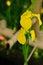Yellow iris flower at Japanese garden