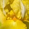 Yellow iris flower macro
