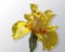 Yellow iris flower spread against a light color background