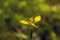A yellow iris flower (Trimezia martinicensis) with blur background
