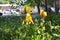 Yellow iris flowers in the city. Blooming plants in urban yard