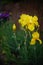 Yellow iris flowers growing in a spring garden. Brown picket fence on blurred background