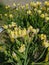 Yellow iris flowers are surrounded by green grass in Kamen-na-Obi, Altai, Russia. Vertical