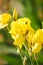 Yellow iris flowers. Vertical photograph