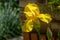 Yellow Iris germanica or Bearded Iris on stone background in landscaped garden. Beautiful Yellow very large head of iris flower