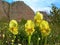 Yellow Iris Iridaceae flowers on a cliff background.