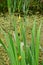 Yellow Iris - Iris pseudacorus by Pond, Secret Gardens, How Hill, Ludham, Norfolk, England, UK.