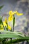 Yellow iris known also as Iris pseudacorus or yellow flag or water flag.  Iris close up