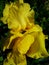 A Yellow Iris Opening Its Pedals in the sun