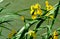 Yellow iris pseudacorus