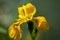 Yellow iris pseudacorus