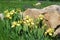 Yellow irises