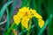 Yellow irises against blur nature background. This is a wild iris - Iris pseudacorus or yellow flag, yellow iris, water flag.