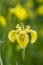 Yellow irises against blur nature background. This is a wild iris - Iris pseudacorus or yellow flag, yellow iris, water flag