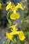Yellow irises against blur nature background. This is a wild iris - Iris pseudacorus or yellow flag, yellow iris, water flag