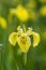 Yellow irises against blur nature background. This is a wild iris - Iris pseudacorus or yellow flag, yellow iris, water flag