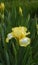 Yellow Irises in Bloom