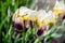Yellow irises of GO FOR BOLD