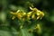 Yellow Ironweed