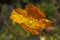 Yellow Island Poppy, Papaver nudicaule