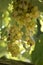 Yellow italian grapes