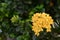 Yellow Ixora