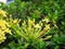 Yellow ixora bloom in summer