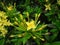 Yellow ixora bloom in summer