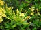 Yellow ixora bloom in summer