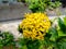 yellow Ixora chinensis flowers