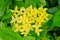 Yellow ixora flower