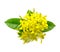 Yellow Ixora flowers