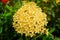 Yellow ixora flowers on Natural green garden