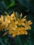 Yellow ixora in garden in lowlight with dark background