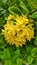 Yellow ixora â€‹â€‹flowers are colorful flowers and herbs.