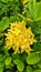 Yellow ixora â€‹â€‹flowers are colorful flowers and herbs.