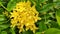 Yellow ixora â€‹â€‹flowers are colorful flowers and herbs.