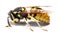 Yellow Jacket Wasp