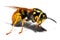 Yellow Jacket Wasp