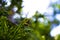 Yellow jacket wasp caught on garden spiderweb