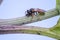 Yellow jacket wasp coming back from a hunt for food eating a ladybug larva as meal and dinner with strong mandibles in macro view