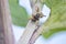 Yellow jacket wasp coming back from a hunt for food eating a ladybug larva as meal and dinner with strong mandibles in macro view