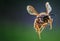 Yellow Jacket Wasp in Flight - Frontal View