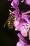 Yellow jacket wasp foraging on fireweed flowers in New Hampshire