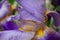 Yellow jacket wasp on a lavender iris bloom