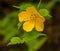 Yellow Japanese or miracle marigold bush kerria japonica flower with leaf