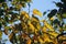 YELLOW JAPANESE RAISIN LEAVES AGAINST BLUE SKY